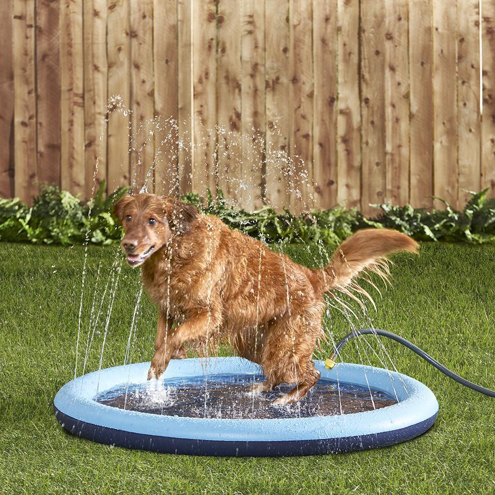 The Canine’s Sprinkling Splash Pool  |   Pets HOME Pets