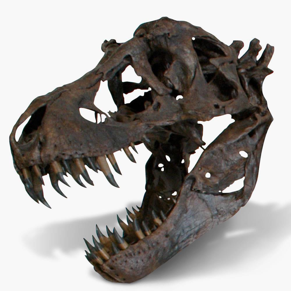 The Life Size Tyrannosaurus Skull  |   Collecting & Memorabilia Collecting & Memorabilia Collecting & Memorabilia