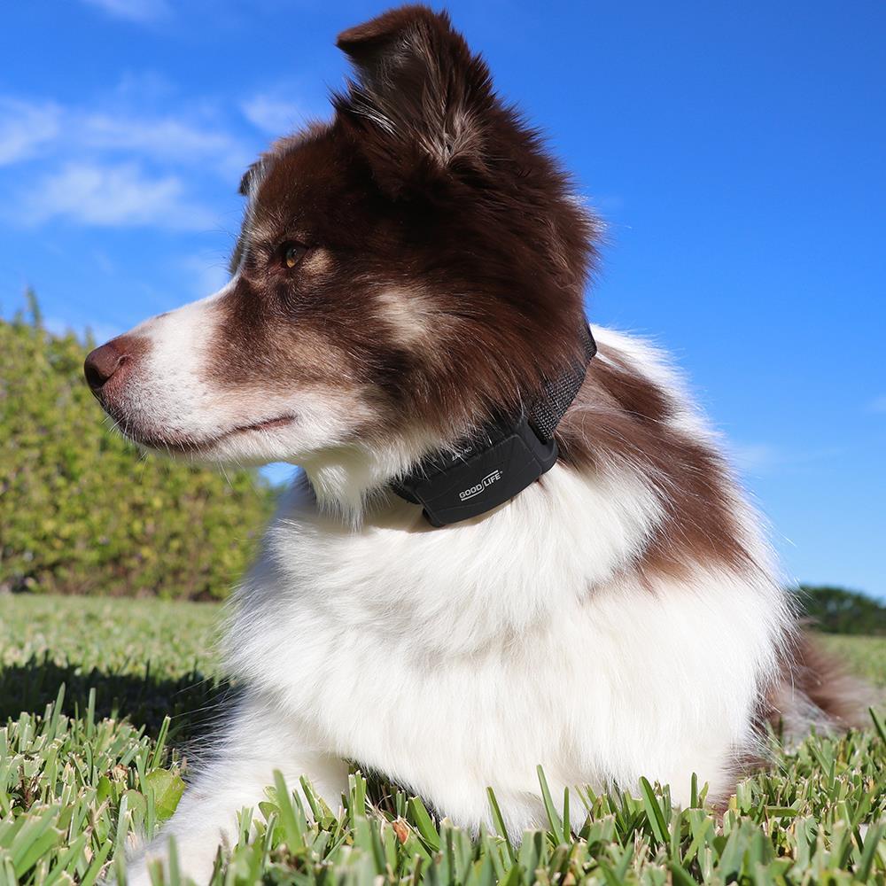 The Shock Free Antibark Collar  |   Pets HOME Pets