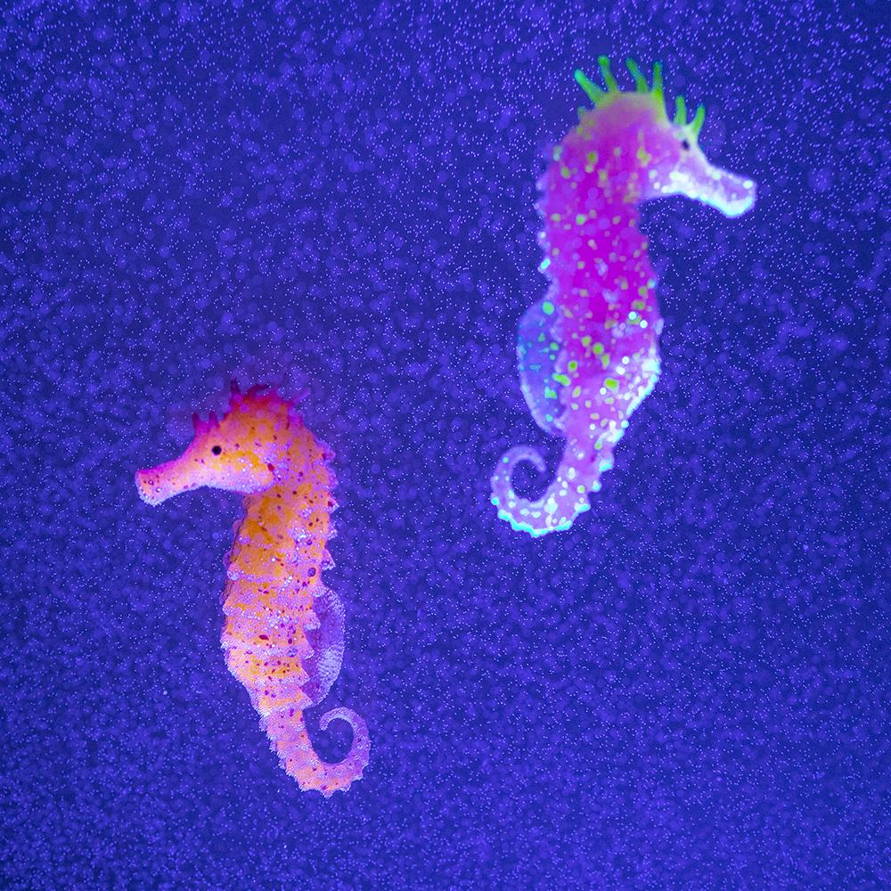 The Two Pack Of Sea Horses For The Hypnotic Jellyfish Aquarium or The Hypnotic Jellyfish Oceanarium  |   Tweens & Teens(8+) TOYS Tweens & Teens(8+)